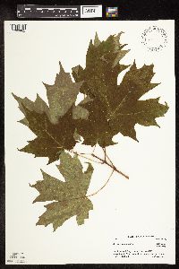 Acer saccharum image