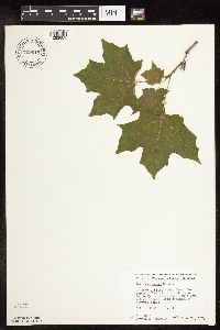 Acer saccharum image