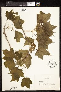 Acer nigrum image