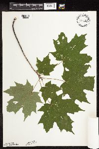 Acer saccharum image