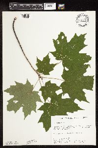 Acer saccharum image