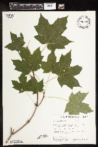 Acer saccharum image