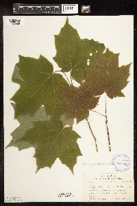 Acer nigrum image