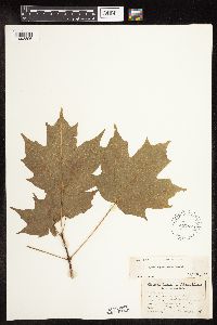Acer saccharum image