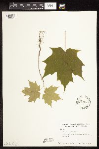 Acer saccharum image