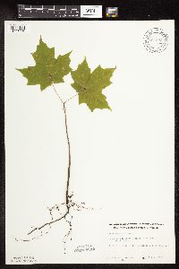Acer saccharum image