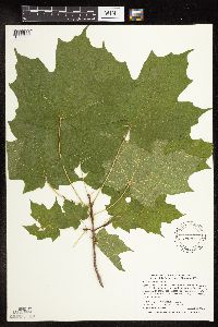 Acer saccharum image