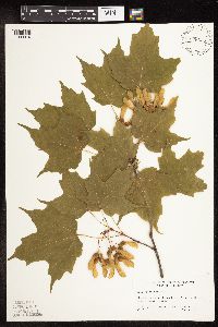 Acer saccharum image