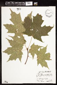 Acer saccharum image