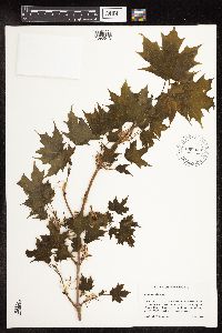 Acer saccharum image
