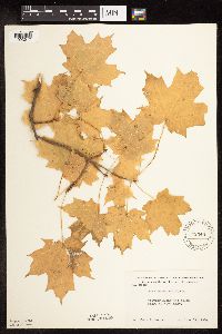 Acer saccharum image