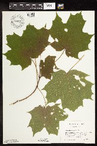 Acer saccharum image