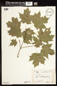 Acer saccharum image