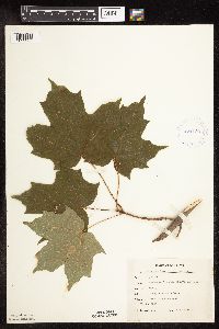 Acer saccharum image