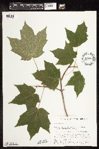 Acer saccharum image