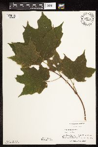 Acer saccharum image