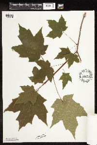 Acer saccharum image