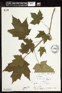 Acer saccharum image