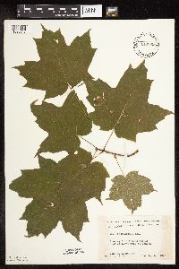 Acer saccharum image