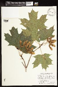 Acer saccharum image