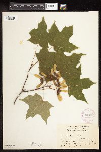 Acer saccharum image