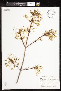 Acer saccharum image