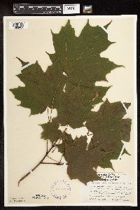 Acer saccharum image