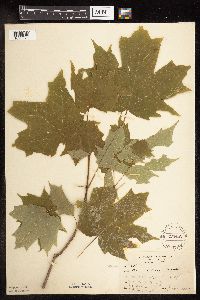 Acer saccharum image