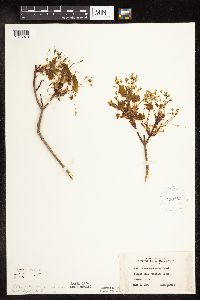 Acer saccharum image