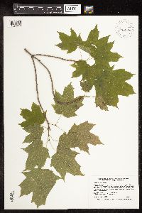 Acer saccharum image