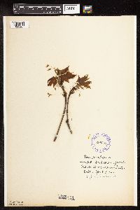 Acer saccharum image