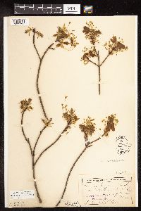 Acer saccharum image