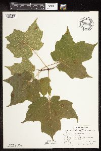 Acer saccharum image