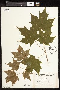 Acer saccharum image