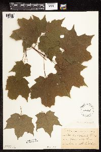 Acer saccharum image
