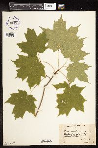 Acer saccharum image