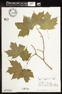 Acer saccharum image