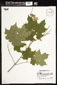 Acer saccharum image