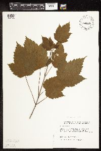 Acer spicatum image