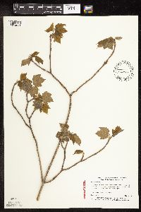 Acer spicatum image