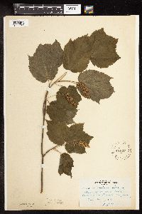 Media resource of Acer spicatum