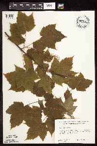 Acer spicatum image