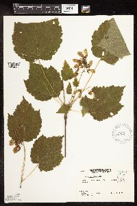 Acer spicatum image