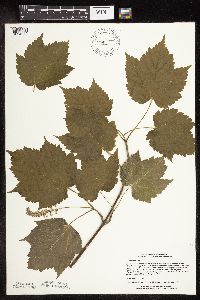 Acer spicatum image