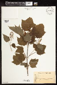 Acer spicatum image