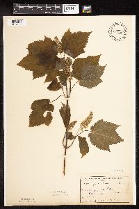 Acer spicatum image