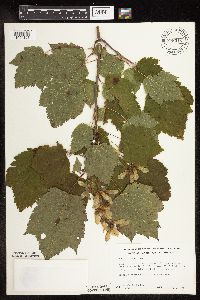 Acer spicatum image