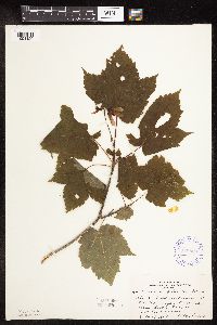 Acer spicatum image