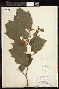Acer spicatum image
