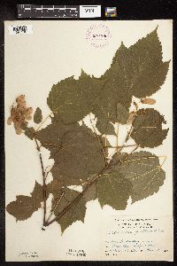 Acer spicatum image